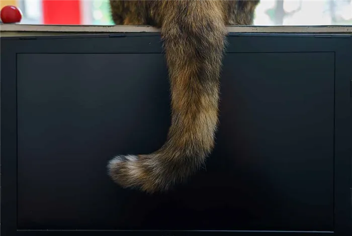 Кот, который лежит на системном блоке компьютера