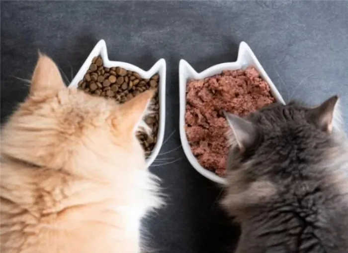 Влажный или сухой корм для кошек: что лучше?