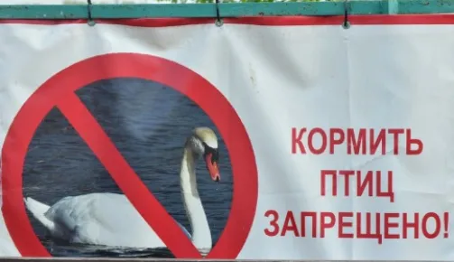 Баннер, запрещающий кормление птиц.