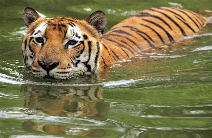 Тигр, плавающий в воде