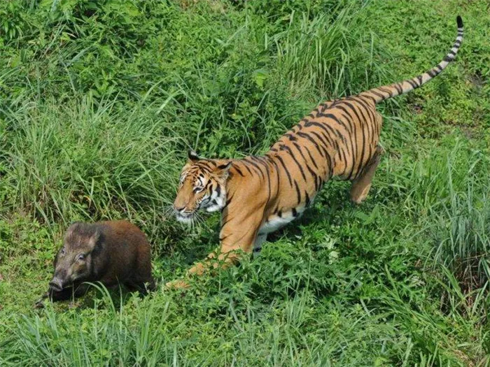 Тигр охотится на кабана