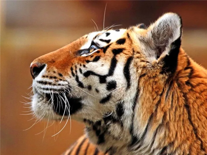 Вид вблизи головы тигра