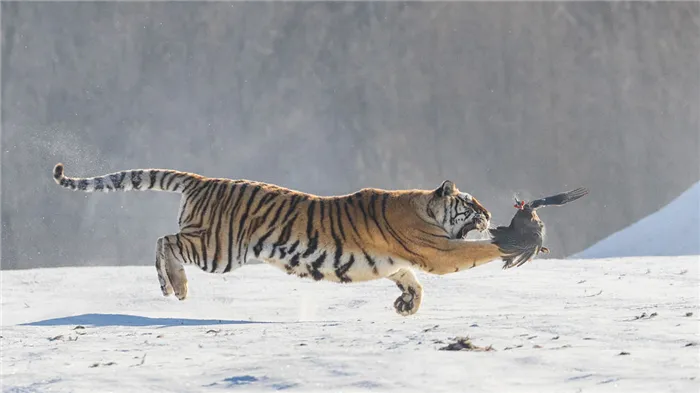 Тигры преследуют птиц