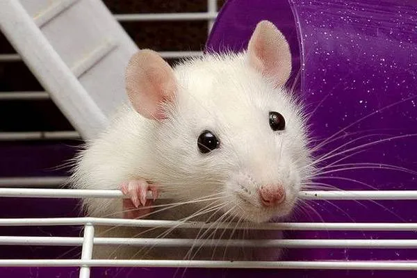 как поймать домашнюю крысу в квартире