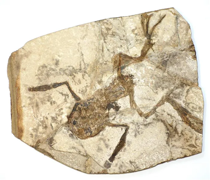 Отпечаток первых бесхвостых амфибий - предков современных лягушек.