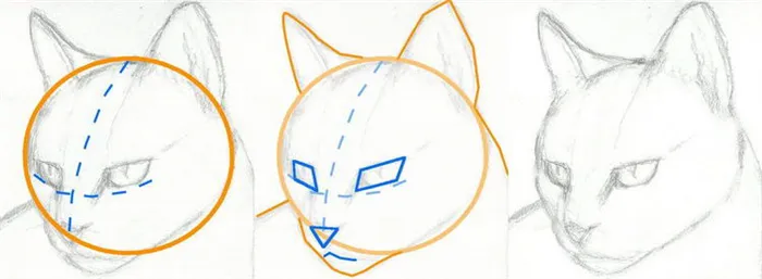 how-to-draw-a-cat-head-draw-a-realistic-cat-step-2_1_000000063157_5