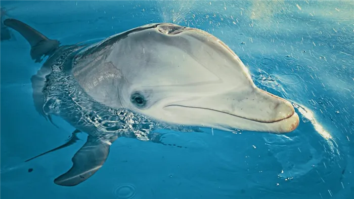 Дыхло дельфина, расположенное на затылке