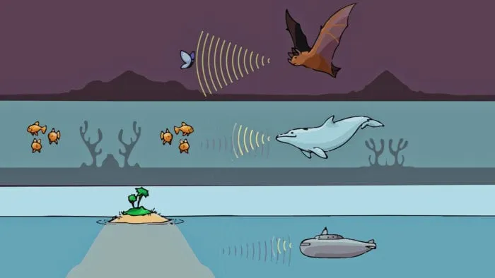 Сравнение эхолокации летучей мыши, дельфина и подводной лодки
