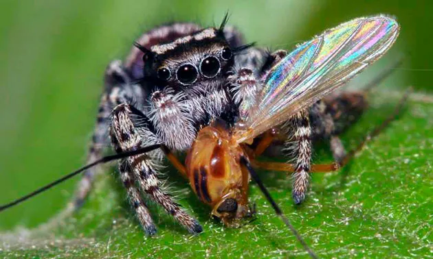 Чем питаются пауки в природе? Чем можно кормить домашних пауков?