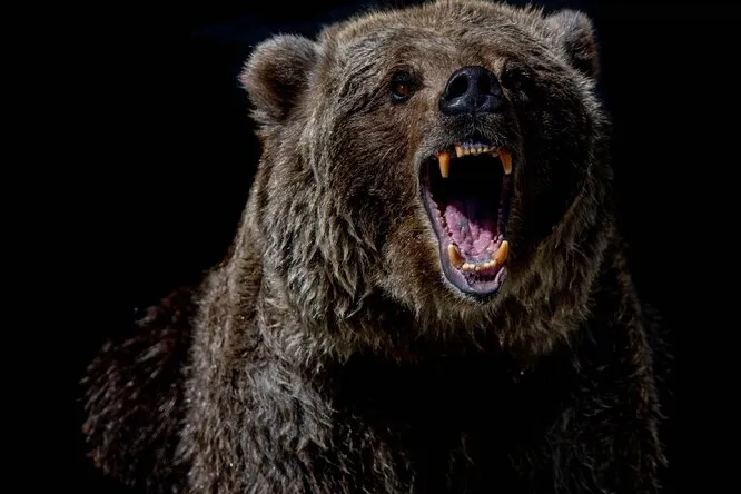 Как выжить при угрозе со стороны медведей, акул или волков: курс действий