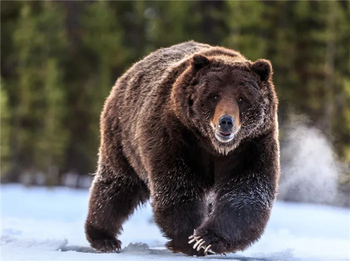 сибирский медведь