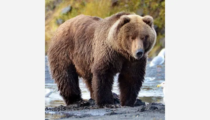 Кодьяк, самый большой бурый медведь