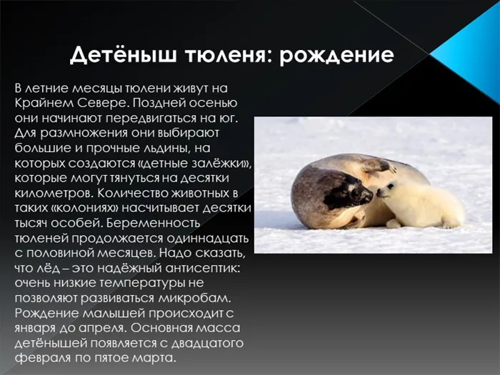 Детёныш тюленя: рождениеВ летние месяцы тюлени живут на Крайнем Севере. Поздн. 