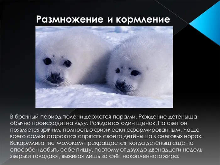 Размножение и кормлениеВ брачный период тюлени держатся парами. Рождение детё. 
