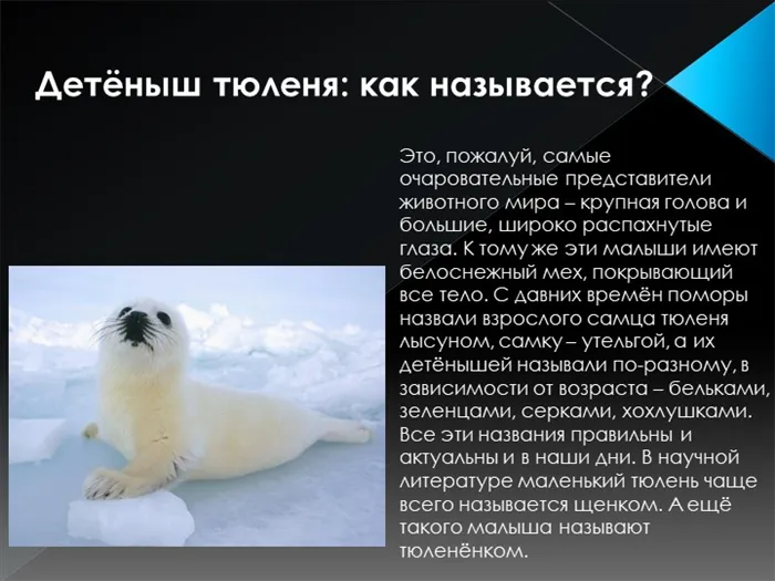 Детёныш тюленя: как называется?Это, пожалуй, самые очаровательные представите. 