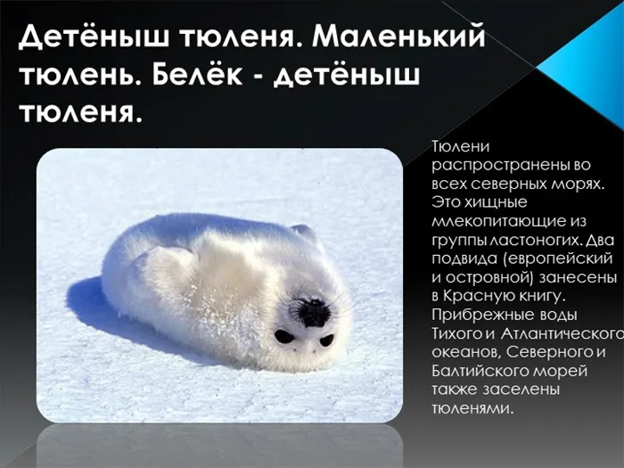 Детёныш тюленя. Маленький тюлень. Белёк - детёныш тюленя.Тюлени распространен. 