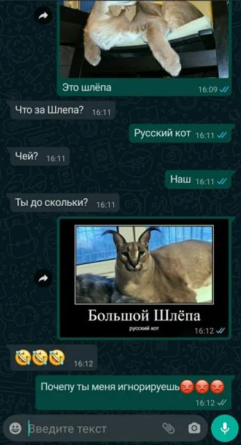 Большая Шлепа Русская кошка