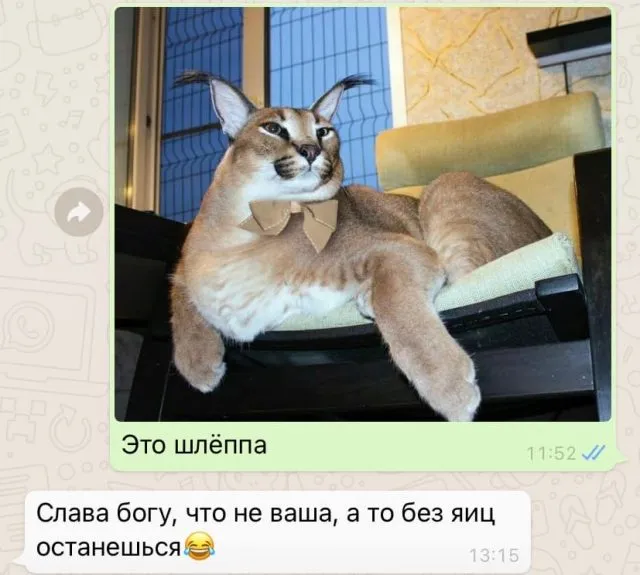 Большая Шлепа Русская кошка